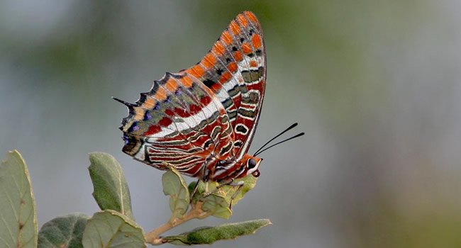 À descoberta das borboletas de Portugal