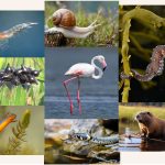 Palestra_DasZonas_humidas-aos-sitios-Ramsar